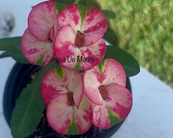 Rainbow Diamond Thai Hybrid Crown of Thorns / Corona de Cristo