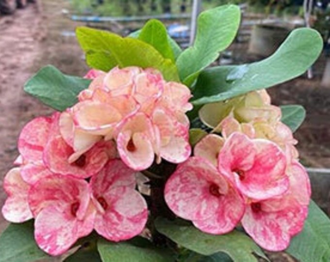 MaeEye Thai Hybrid Crown of Thorns / Corona de Cristo