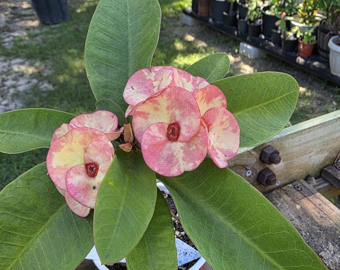 Orange Sand Thai Hybrid Crown of Thorns/Corona de Cristo