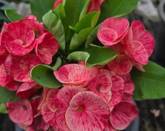 Honey Rossette Thai Hybrid Crown of Thorns / Corona de Cristo