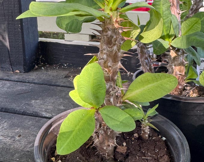 UNKNOWN COLOR Thai Hybrid (006) Crown of Thorns / Corona de Cristo