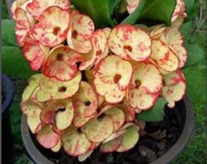 Golden Bell Thai Hybrid Crown of Thorns / Corona de Cristo