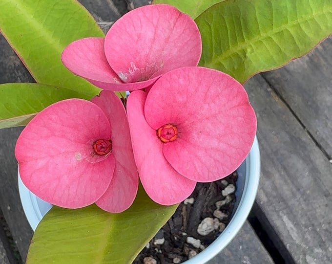 My Valentine Thai Hybrid Crown of Thorns / Corona de Cristo