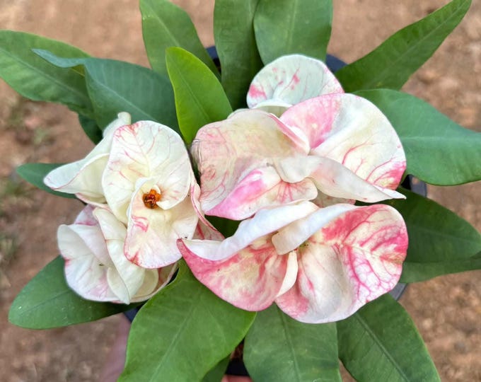 Quick Money Thai Hybrid Crown of Thorns / Corona de Cristo