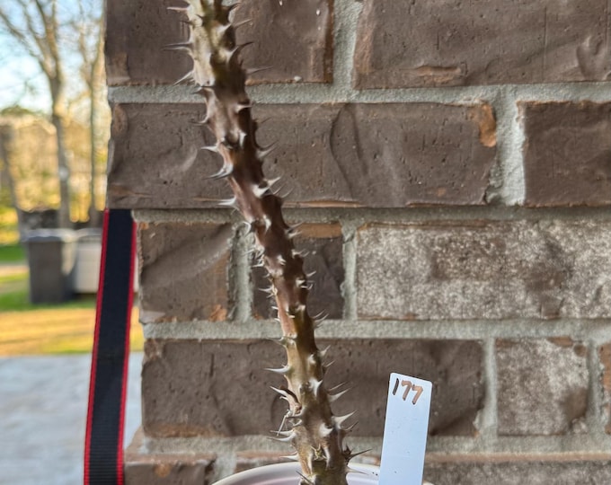 UNKNOWN COLOR Thai Hybrid (177) Crown of Thorns / Corona de Cristo