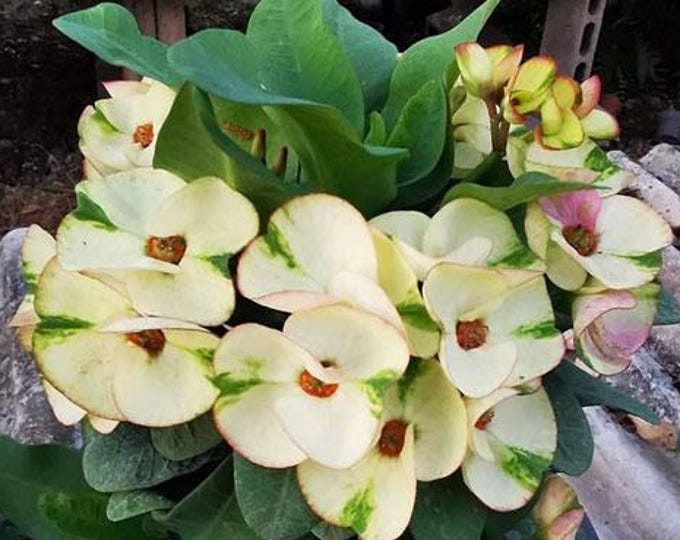 Ailanda Thai Hybrid Crown of Thorns / Corona de Cristo