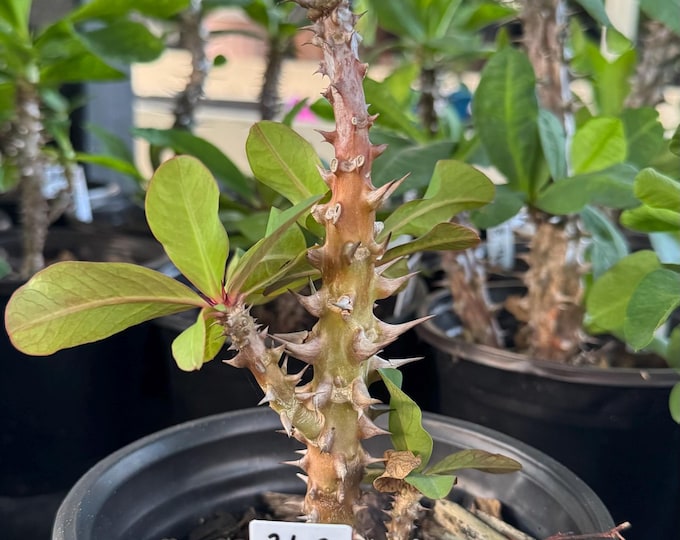 UNKNOWN COLOR (362) Thai Hybrid Crown of Thorns / Corona de Cristo