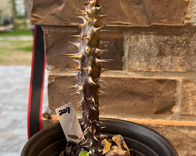 UNKNOWN COLOR Thai Hybrid (207) Crown of Thorns / Corona de Cristo