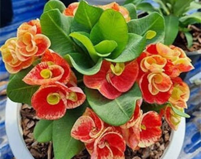 Orange Lavender Thai Hybrid Crown of Thorns / Corona de Cristo