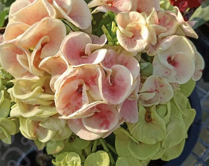 Payathai Thai Hybrid Crown of Thorns / Corona de Cristo