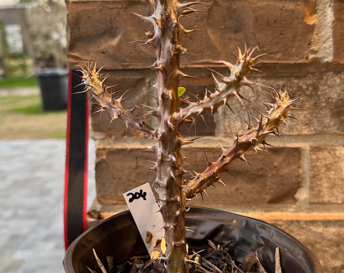 UNKNOWN COLOR Thai Hybrid (206) Crown of Thorns / Corona de Cristo