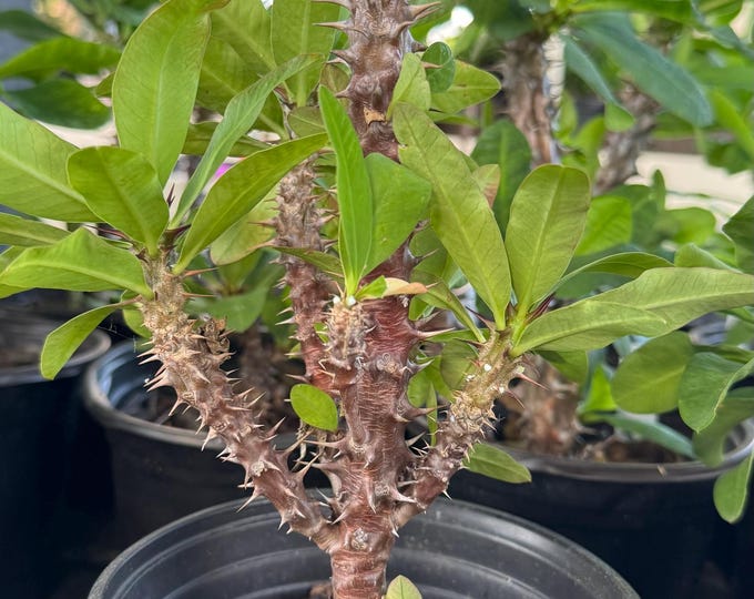 UNKNOWN COLOR (351) Thai Hybrid Crown of Thorns / Corona de Cristo