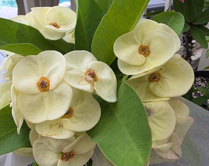 ArngThong / King Golden / Piolin Thai Hybrid Crown of Thorns / Corona de Cristo