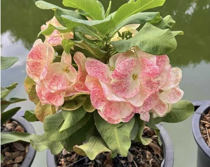 Pharakamon Thai Hybrid Crown of Thorns / Corona de Cristo