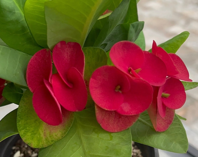 New Richer Thai Hybrid Crown of Thorns / Corona de Cristo