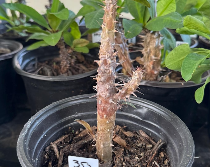 UNKNOWN COLOR (353) Thai Hybrid Crown of Thorns / Corona de Cristo