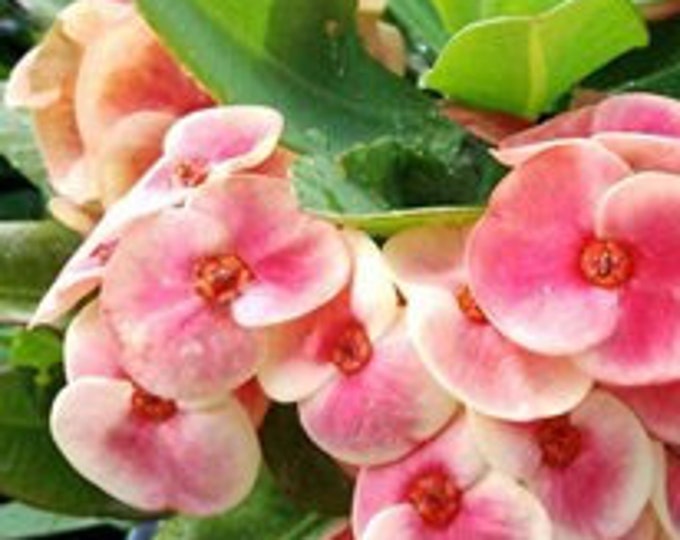 Rosa Wonder Thai Hybrid Crown of Thorns / Corona de Cristo