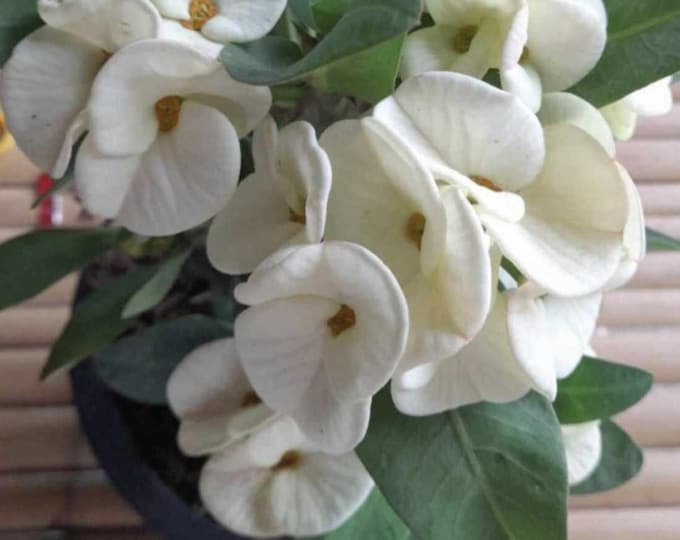 Sap Rungroj Thai Hybrid Crown of Thorns / Corona de Cristo