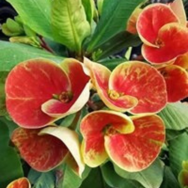 Orange Sherbet Thai Hybrid Crown of Thorns / Corona de Cristo