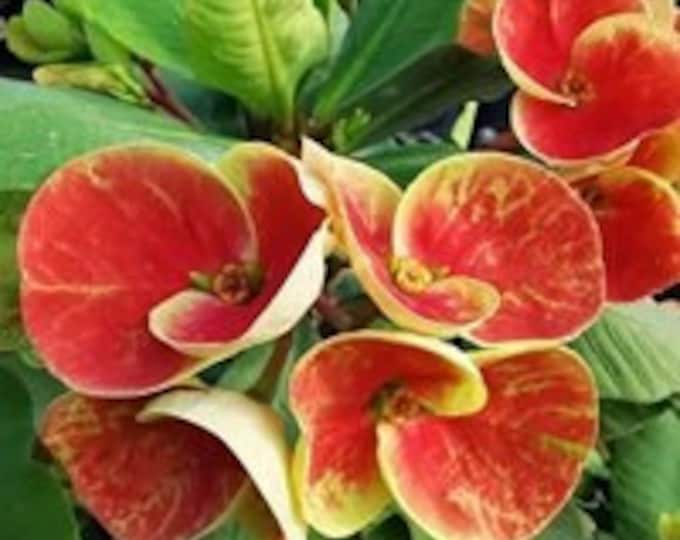 Orange Sherbet Thai Hybrid Crown of Thorns / Corona de Cristo
