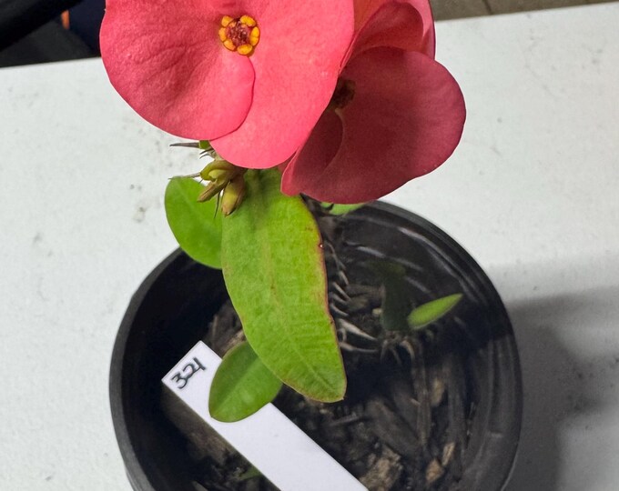 Thai Hybrid (321) Crown of Thorns / Corona de Cristo