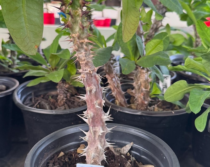 UNKNOWN COLOR (345) Thai Hybrid Crown of Thorns / Corona de Cristo