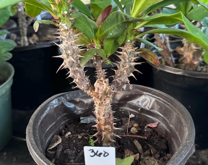 UNKNOWN COLOR (360) SEE Pictures Thai Hybrid Crown of Thorns / Corona de Cristo