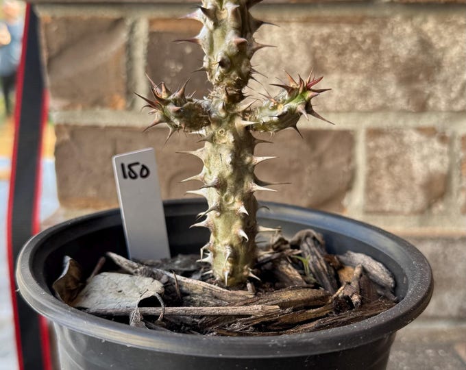 UNKNOW COLOR Thai Hybrid (150) Crown of Thorns / Corona de Cristo