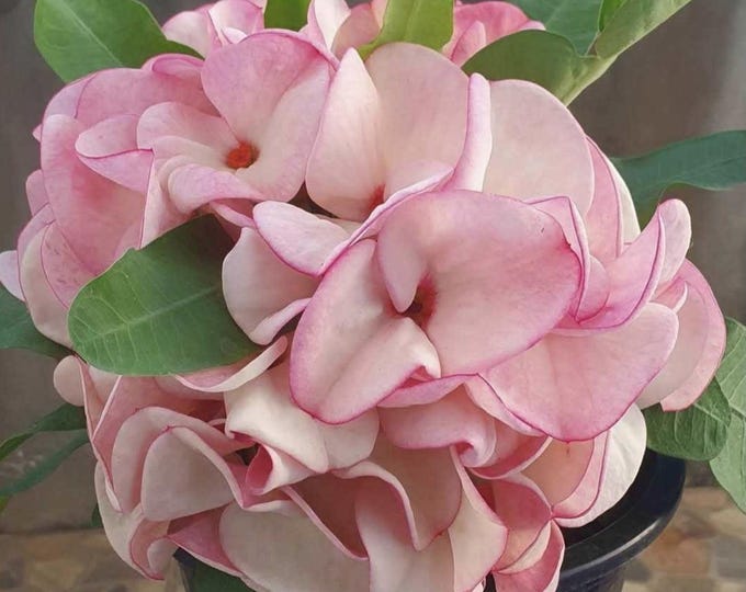 Love Garland Thai Hybrid Crown of Thorns / Corona de Cristo