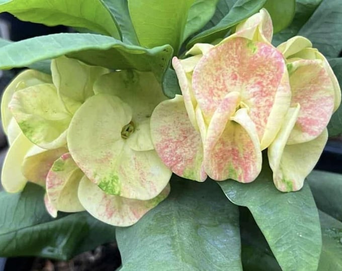 Krachomthong Thai Hybrid Crown of Thorns / Corona de Cristo