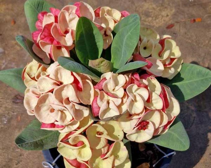 Moonlit Glow Thai Hybrid Crown of Thorns / Corona de Cristo