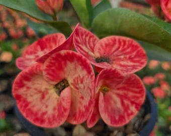 The King Thai Hybrid Crown of Thorns / Corona de Cristo