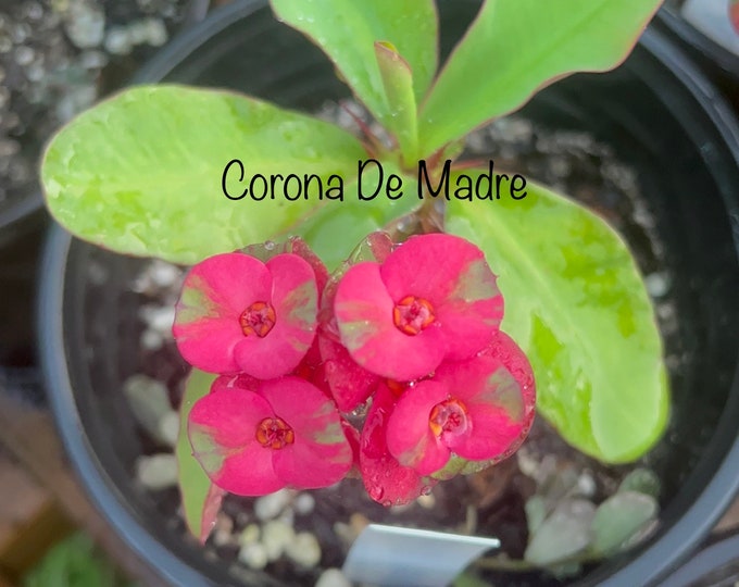 Tropical Thai Hybrid Crown of Thorns / Corona de Cristo