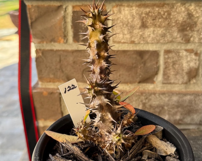 UNKNOWN COLOR (See PICTURES) Thai Hybrid (122) Crown of Thorns / Corona de Cristo