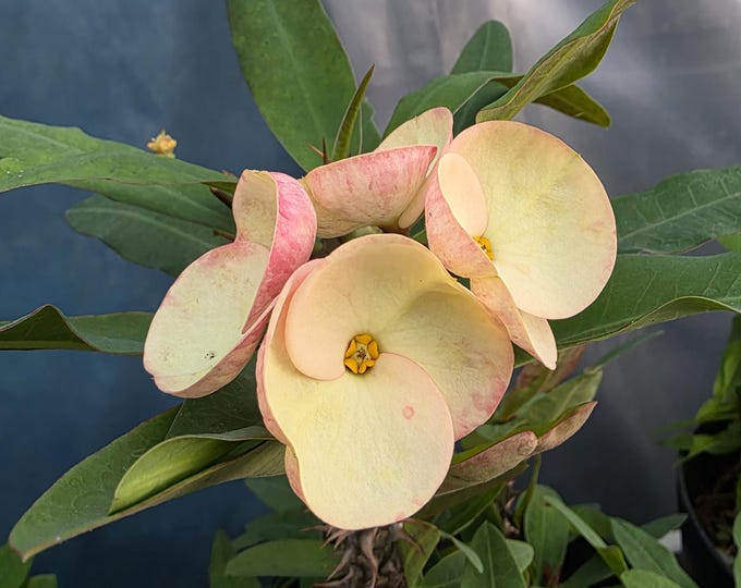 Gaby Thai Hybrid Crown of Thorns / Corona de Cristo