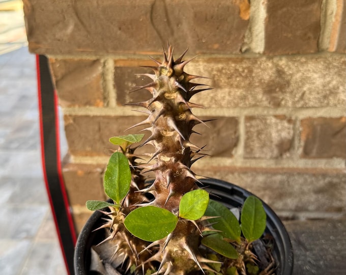 UNKNOW COLOR Thai Hybrid (129) Crown of Thorns / Corona de Cristo