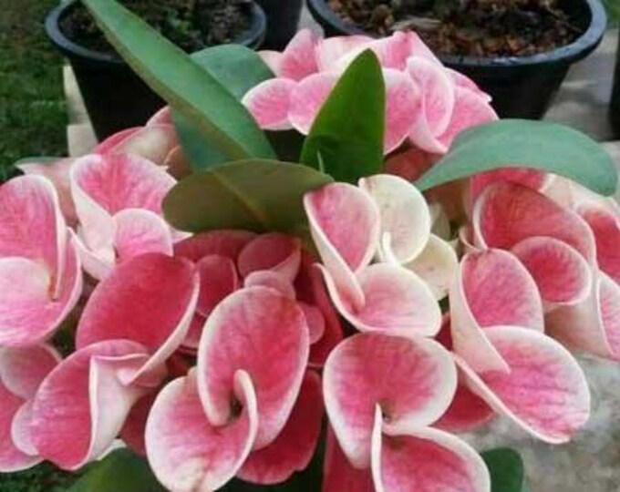 Duan Jai Thai Hybrid Crown of Thorns / Corona de Cristo