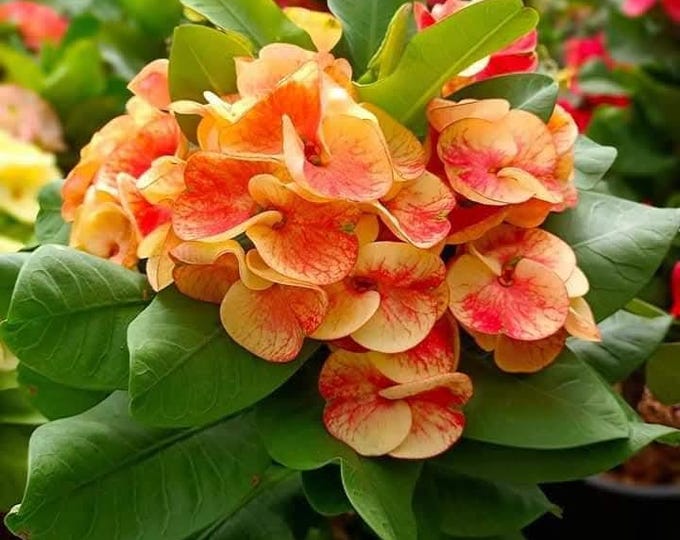 Chiang Mai Diamond Thai Hybrid Crown of Thorns / Corona de Cristo