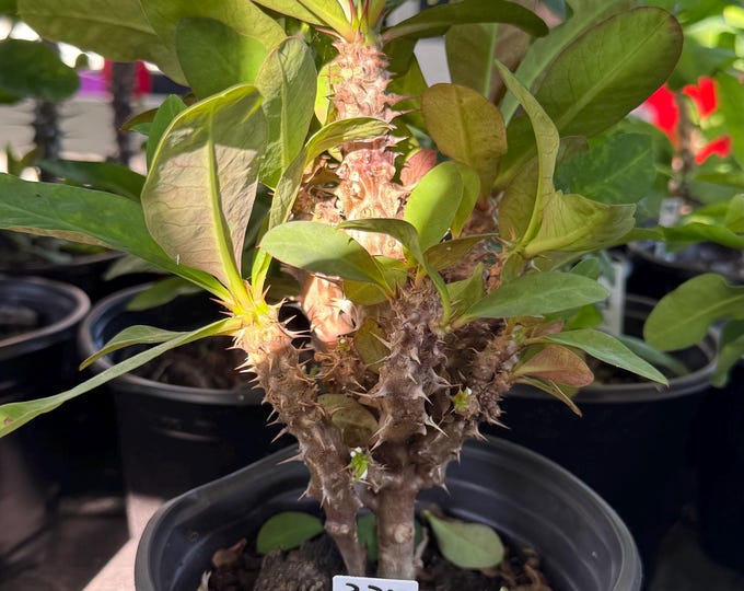 UNKNOWN COLOR (336) Thai Hybrid Crown of Thorns / Corona de Cristo