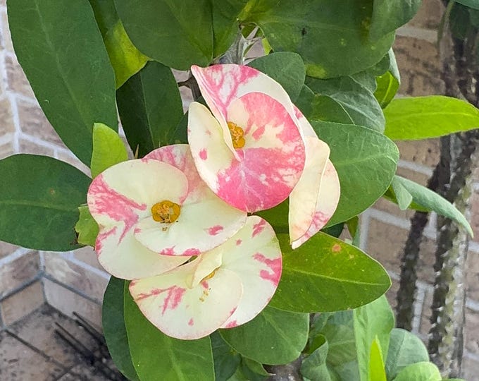 Red Stars Thai Hybrid Crown of Thorns / Corona de Cristo