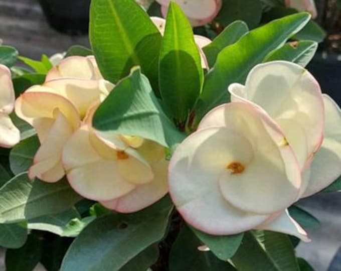 Sweet Latte Thai Hybrid Crown of Thorns / Corona de Cristo