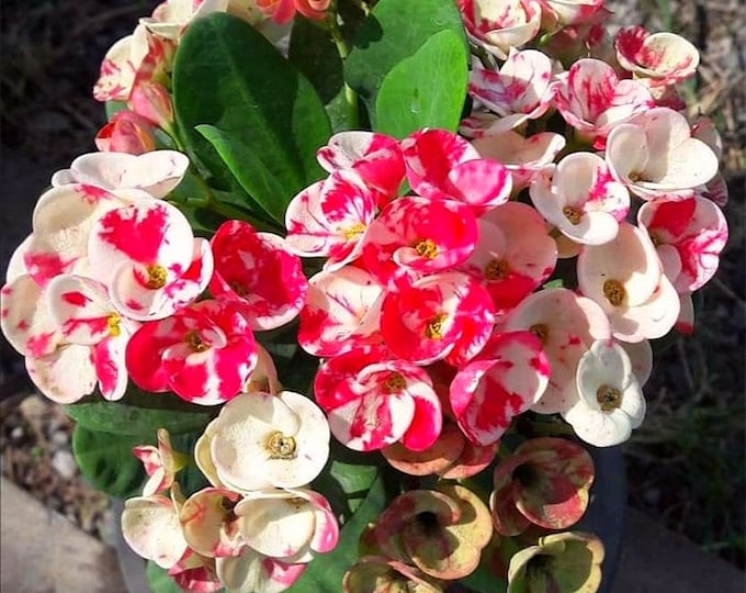 LaiKaNok Thai Hybrid Crown of Thorns / Corona de Cristo