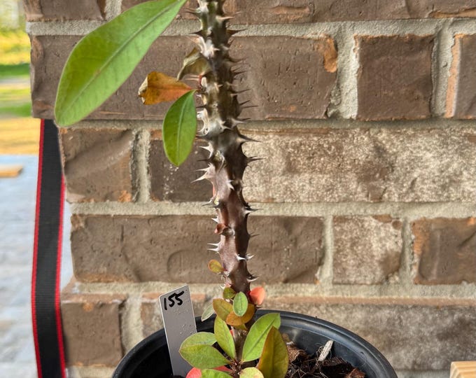 UNKNOW COLOR Thai Hybrid (155) Crown of Thorns / Corona de Cristo