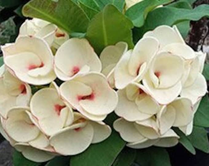 PaoTang Thai Hybrid Crown of Thorns / Corona de Cristo