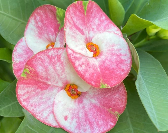 Happyness Thai Hybrid Crown of Thorns / Corona de Cristo