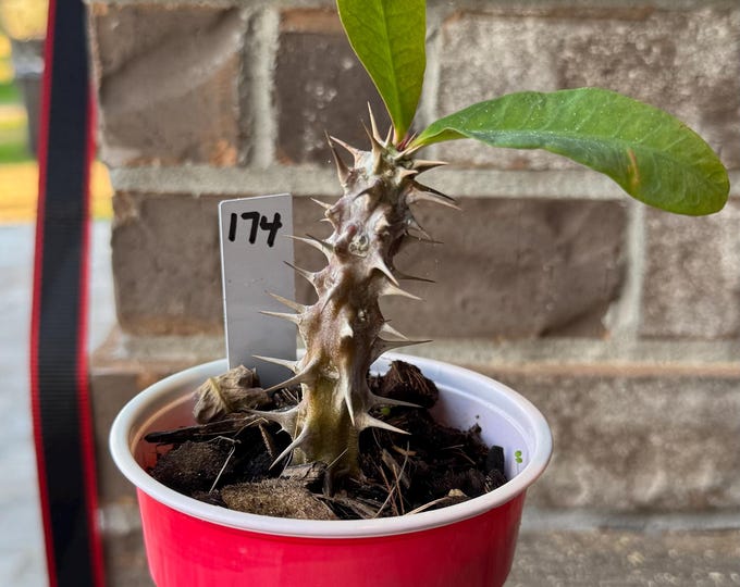 UNKNOWN COLOR Thai Hybrid (174) Crown of Thorns /  Corona de Cristo
