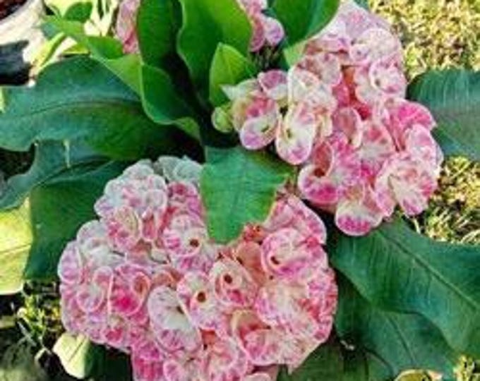 Boop Pa Thai Hybrid Crown of Thorns / Corona de Cristo