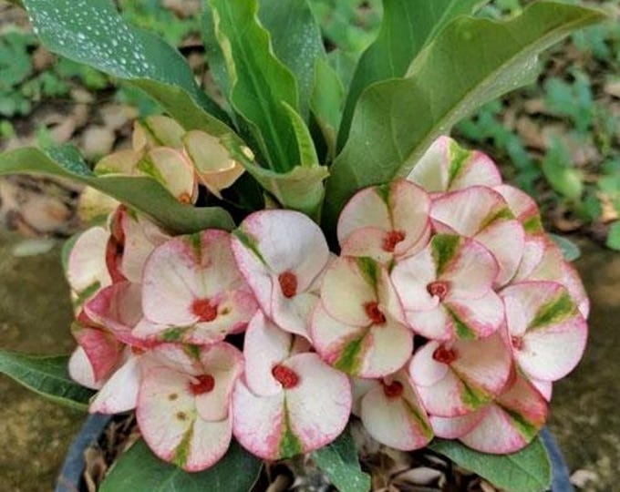Phaewa Thai Hybrid Crown of Thorns / Corona de Cristo