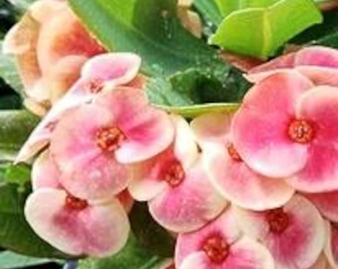 Rosa Wonder Thai Hybrid Crown of Thorns / Corona de Cristo