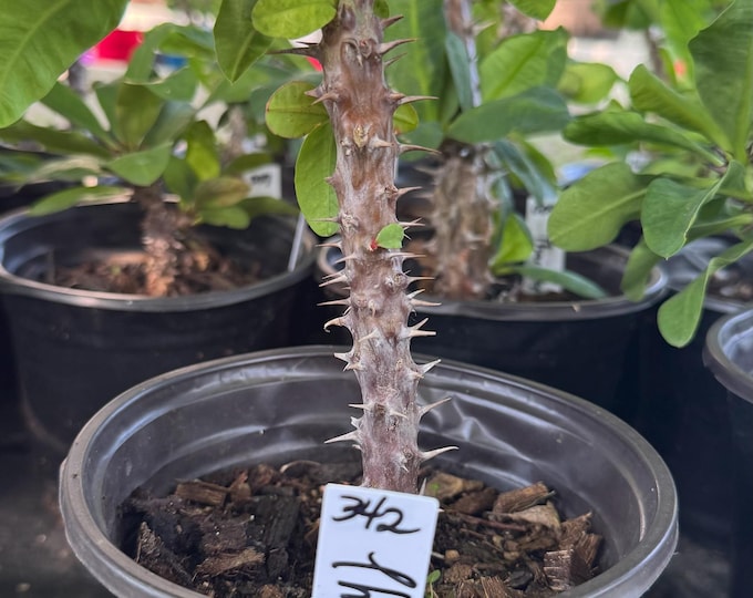 UNKNOWN COLOR (342) Thai Hybrid Crown of Thorns / Corona de Cristo